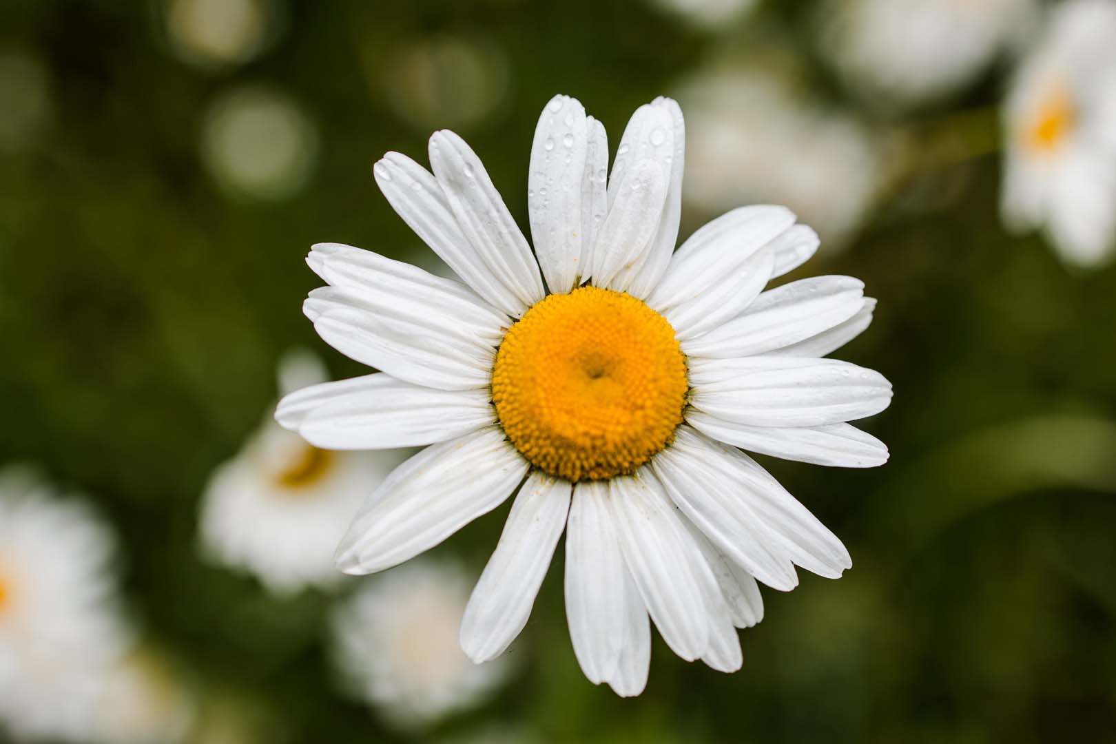Couples up on the shoulders of their friends on the dancefloor
